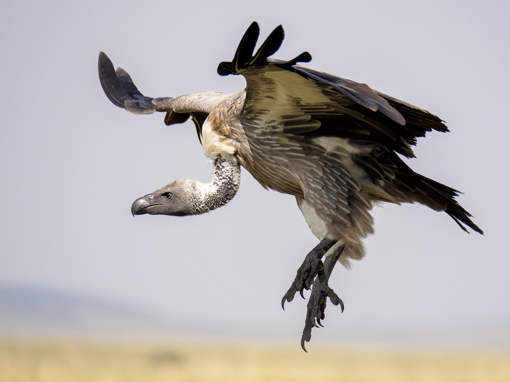   The blindingly fast autofocus and world class stability systems are just the ticket for wildlife photography  